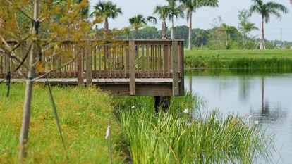 Creating Bird Rookeries 4