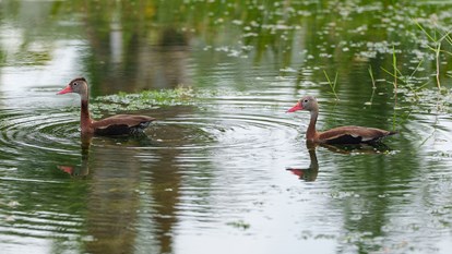 Creating Bird Rookeries 5