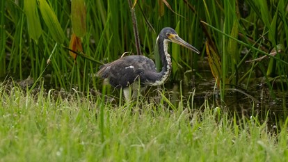 Creating Bird Rookeries  6